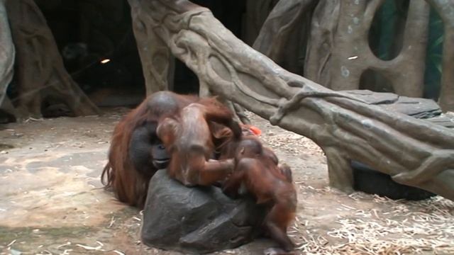 Забавные ОБЕЗЬЯНЫ Отец и сыновья % Эти забавные животные обезьяны смотреть онлайн