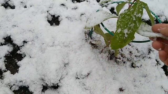 ПОДГОТОВКА ГОРТЕНЗИЙ К ЗИМЕ .КАК СОХРАНИТЬ МАЛЕНЬКИЕ САЖЕНЦЫ ГОРТЕНЗИЙ В ЗИМУ . смотреть онлайн