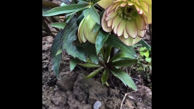 Цветение и знакомство с цветком морозник (Helleborus) сортами Sun Flare, Double Ellen Red видео смотреть онлайн