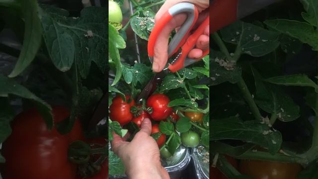 Сбор урожая Бони ММ томат смотреть онлайн