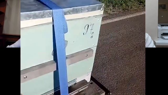 #3 О пчёлах #карника, пчеломатках, #кочевке и не только: #пчеловодство Влада Белозерова (RU) смотреть онлайн