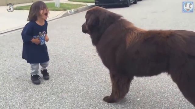 Собака друг человека