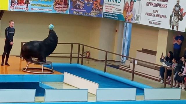 Дельфинарий Морской лев играет с мячиком ??? смотреть онлайн