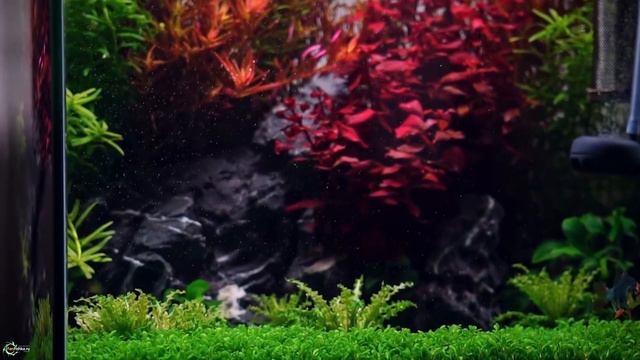 Укрощение Супер Люды: людвигия супер рэд for all смотреть онлайн