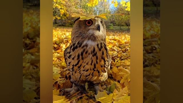 Осенняя..?..критика..?.. смотреть онлайн