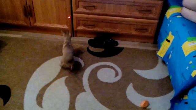 Собака и красная точка. смотреть онлайн