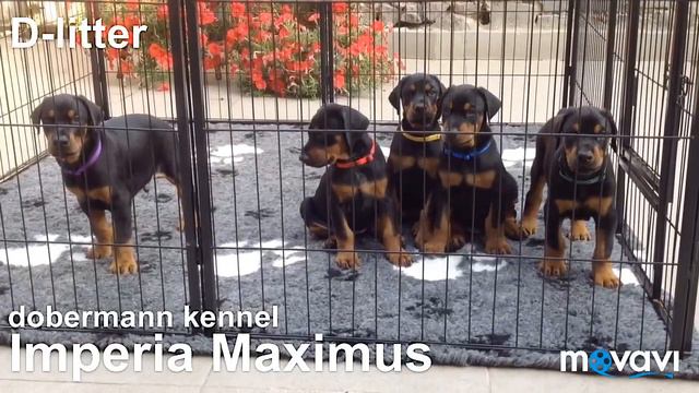 D-litter in kennel Imperia Maximus (Sant Kreal Ra - Aleksandria Velikaya Imperia Maximus) смотреть онлайн