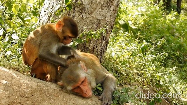Дружба обезьян и диких животных. смотреть онлайн