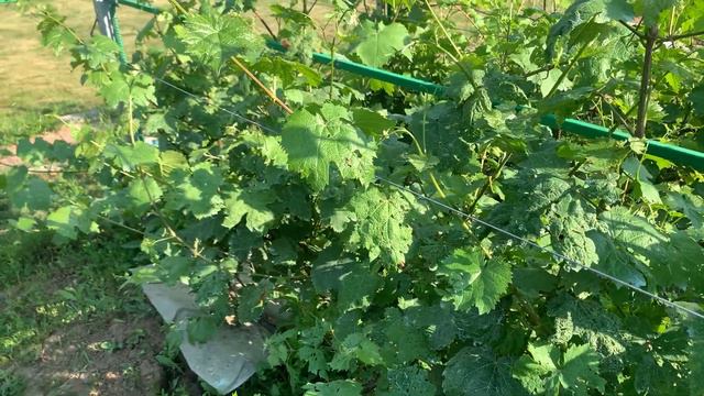 Продолжаем бороться с болячками винограда!теплая погода нам в помощь! смотреть онлайн