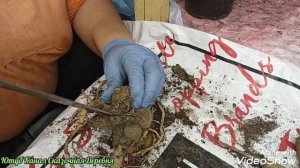 Как и зачем делить клубни георгин ???