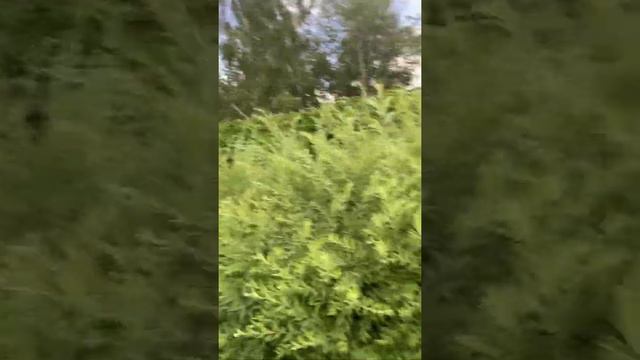 Живая изгородь из красиво цветущего кустарника спиреи Album blum смотреть онлайн