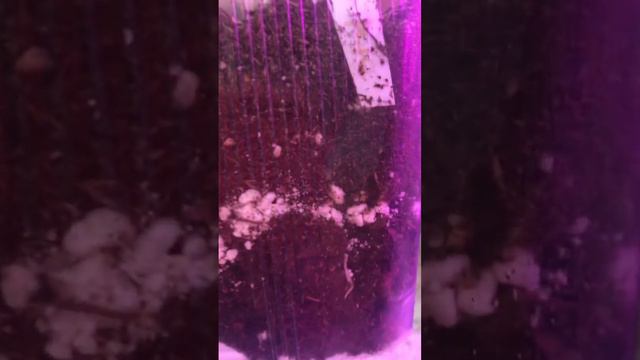 #58. Что стало с растениями из видео #56. смотреть онлайн