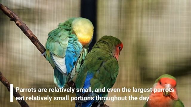 Seven Reasons Why People Like Birds Parrot. смотреть онлайн