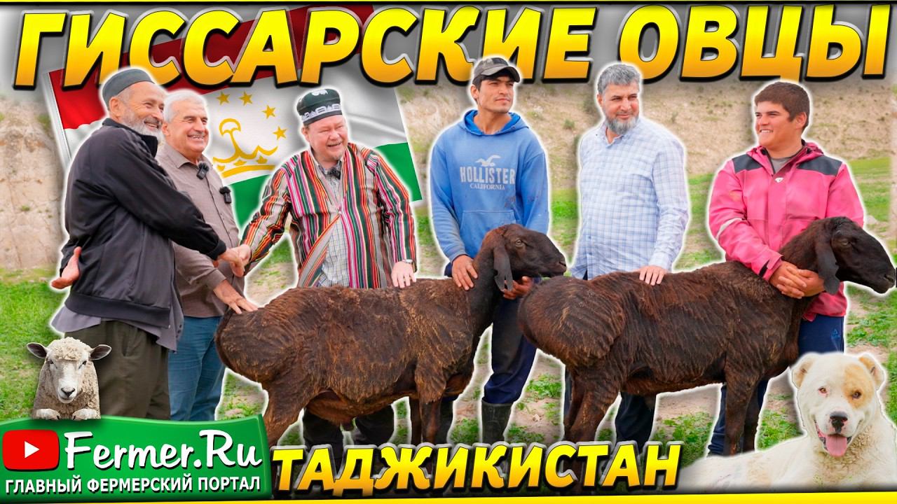 Настоящие гиссарские овцы. Стрижка овец.