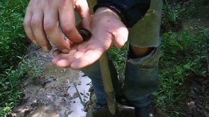 щитень! в московской области!