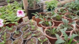 ГАЦАНИЯ МОЩНЫЙ КУСТ.почему ТОНКИЕ ЛИСТЬЯ У ГАЗАНИИ что делать. почему. видео. газания