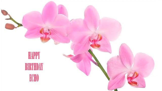 Echo Flowers & Flores - Happy Birthday смотреть онлайн