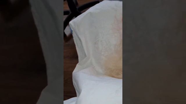 Шпиц или чихуахуа #dog #dogs #шпиц #чихуахуа смотреть онлайн