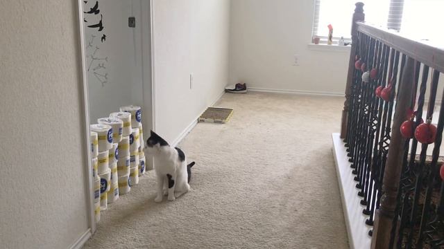 Dog and Cat react to the Toilet Paper Wall Challenge!! *FUNNY* смотреть онлайн