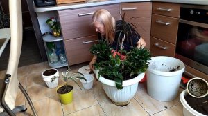 Драцены. Пересадка. Объединение. Групповая посадка.