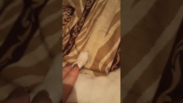 Марсик рычит как медвежонок #чихуахуа смотреть онлайн