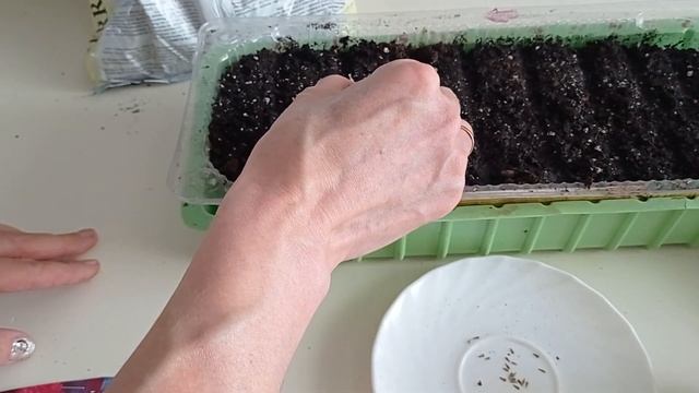 #астра АСТРА КИТАЙСКАЯ ПОСАДКА #китайская #посадка #хризантелла #цветыизсемян #нарассаду #цветыдляс