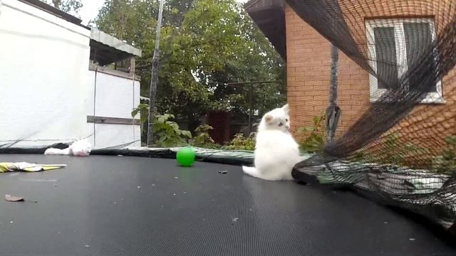 Белый пушистый котёнок смотреть онлайн