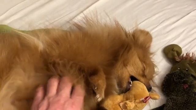 Шпица укладывают спать под колыбельную хозяина смотреть онлайн