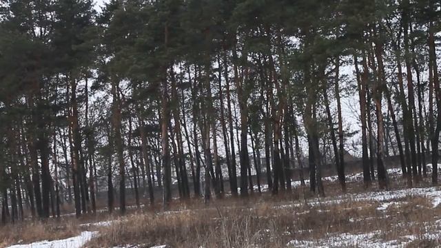 Звуки природы - Зимний ЛЕС смотреть онлайн