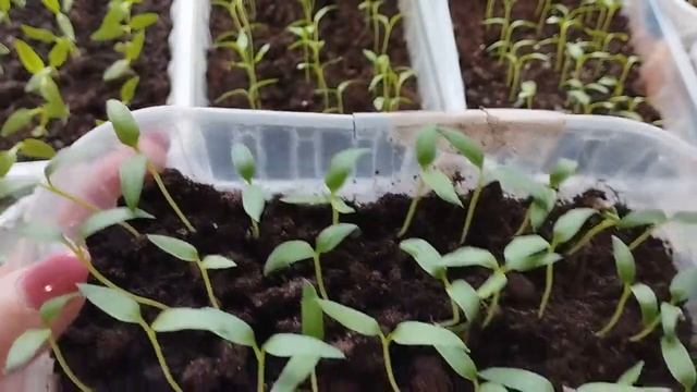 Обзор рассады. Закупка продуктов. 21.02.22. смотреть онлайн