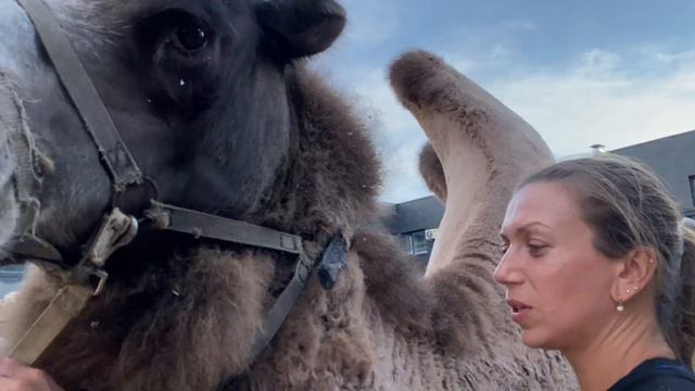 Уникальное общение ШИМПАНЗЕ с ВЕРБЛЮДАМИ | Дан Запашный и новости сегодня 07.08.2021. смотреть онлайн