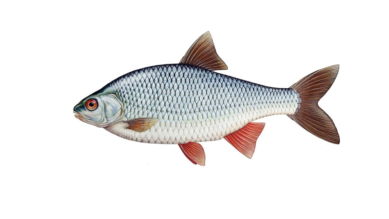 Плотва. Ловля плотвы зимой со льда. смотреть онлайн