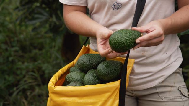 Kelpak Liquid Seaweed Biostimulant on avocados смотреть онлайн