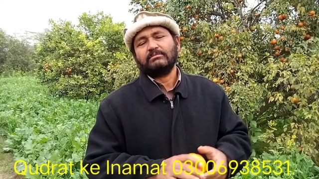 kinow khany ke fayde#orange#kinow#kinoo,suger ke lye orange ke fayde смотреть онлайн
