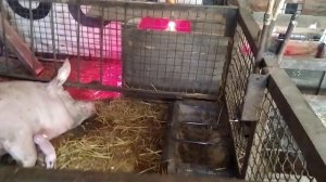 ? Строительство свинарника своими руками! ??? Сарай из пенопласта и шифера!???