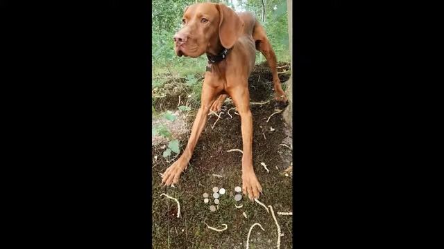 Собака..друг человека смотреть онлайн