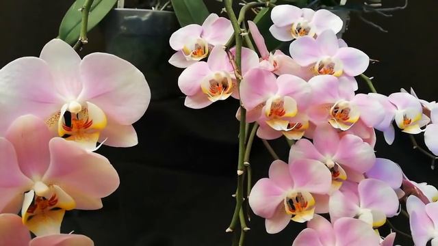 COMO CULTIVAR ORQUÍDEAS PHALAENOPSIS - CONSEJOS INFALIBLES смотреть онлайн