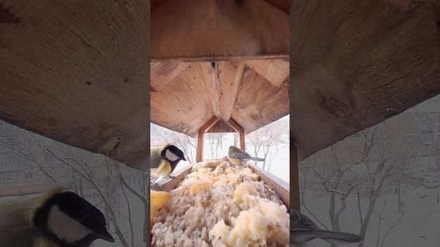 жизнь корм.22.11.2023г.