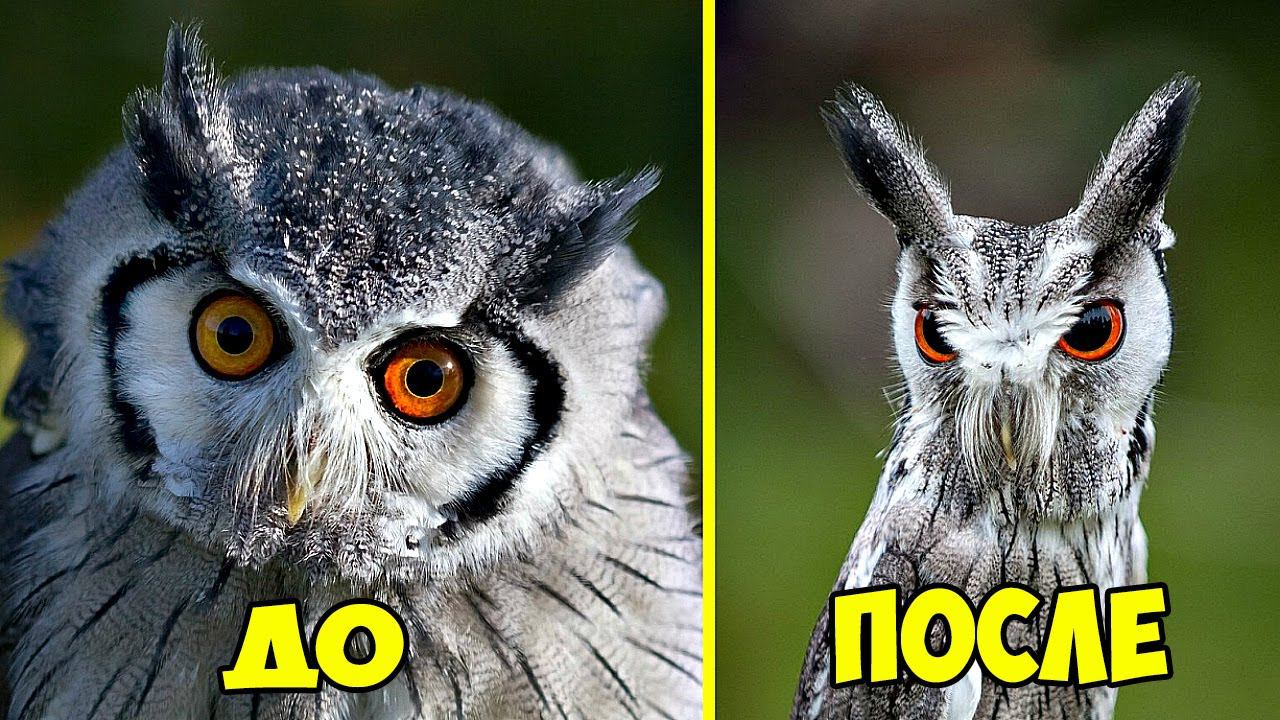 7 ЖИВОТНЫХ ТРАНСФОРМЕРОВ смотреть онлайн