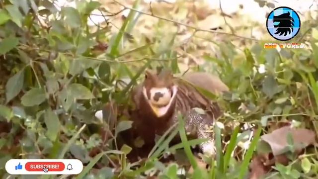 Amazing King Cobra Save Baby Crocodile From Dragon Komodo Hunting _ Animals Save смотреть онлайн