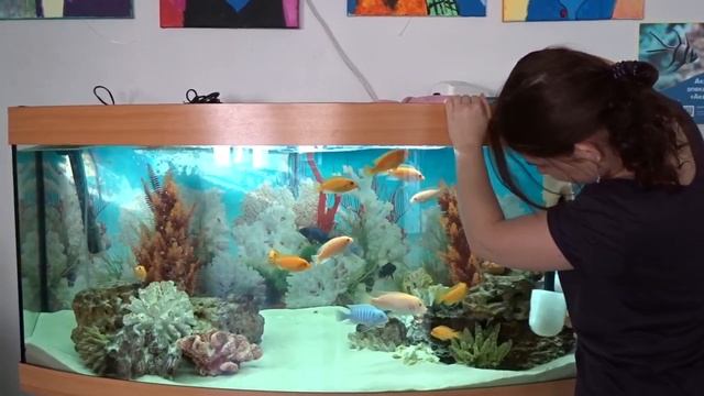 Обслуживание аквариумов в НИИ детской онкологии и гематологии смотреть онлайн