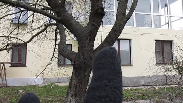 Почему ломаются ветки у деревьев смотреть онлайн