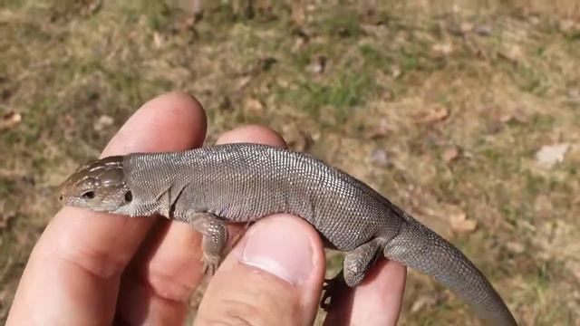 Прыткая ящерица (Lacerta agilis) concolor female 2019 смотреть онлайн