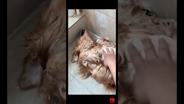 HE SLEEP LIKE HE IS DEAD смотреть онлайн