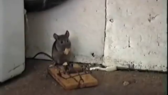 ПРОСТО ЭТО ЭСТОНСКАЯ МЫШЕЛОВКА смотреть онлайн