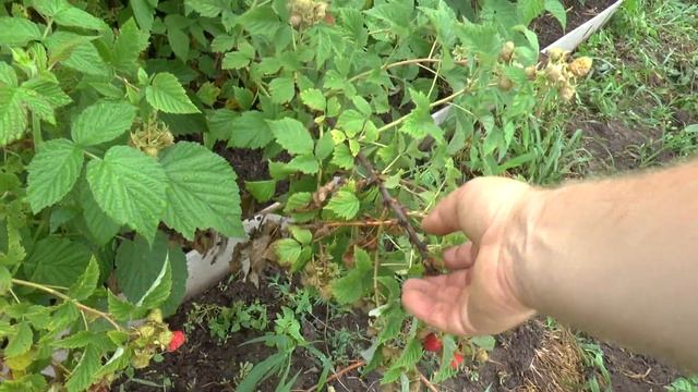 Сбор урожая штамбовой малина "Сказка". смотреть онлайн