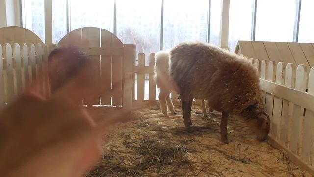 контактный зоопарк "Бебека" смотреть онлайн