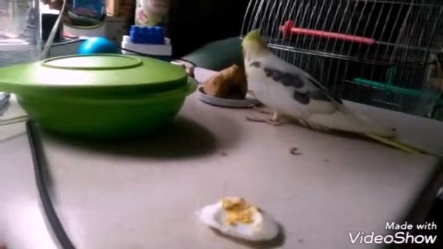 Приручаем попугая Нимфа Корелла часть 4 смотреть онлайн