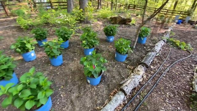Adding Summer Crush Hydrangeas to the Garden💕💖💕 смотреть онлайн