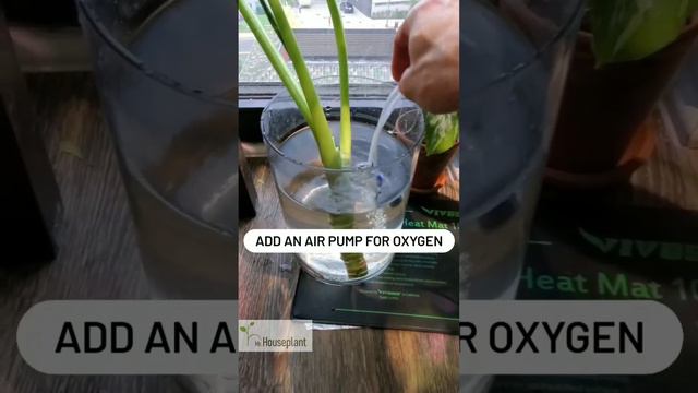 Alocasia Frydek Propagation ONLY from Bulbs & Corms смотреть онлайн